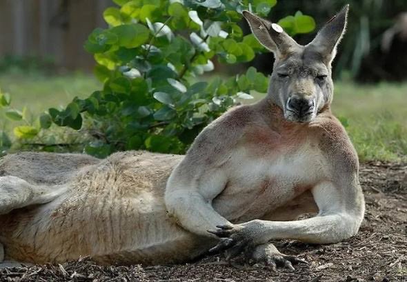 Australia: A 1m8 tall muscular kangaroo brazenly entered the town, destroyed a garden, `chastised` 3 people and seriously injured an elderly woman 5